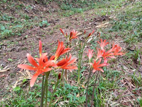 妙法寺で見られる赤い綺麗な花