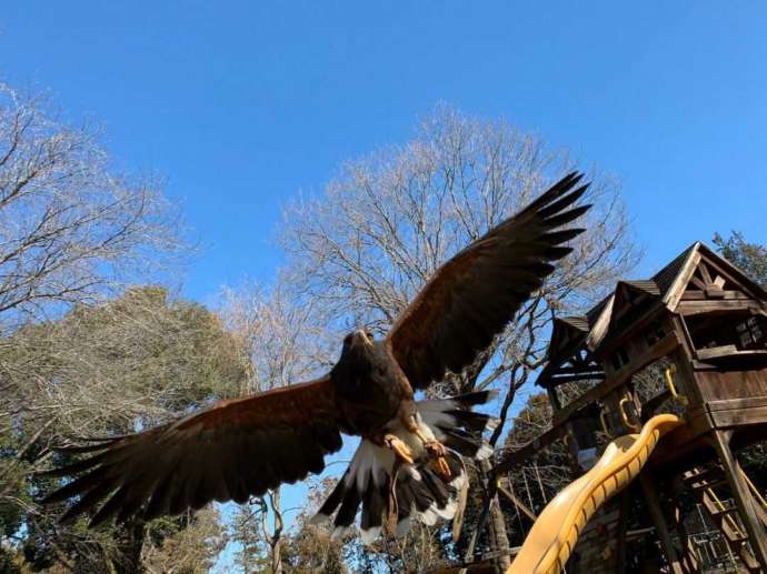 茨城県石岡市にある「ダチョウ王国」でのアニマルトレーニングショーの様子