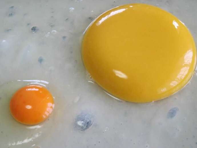 茨城県石岡市にある「ダチョウ王国」でとれたダチョウの卵と鶏の卵を比較した写真