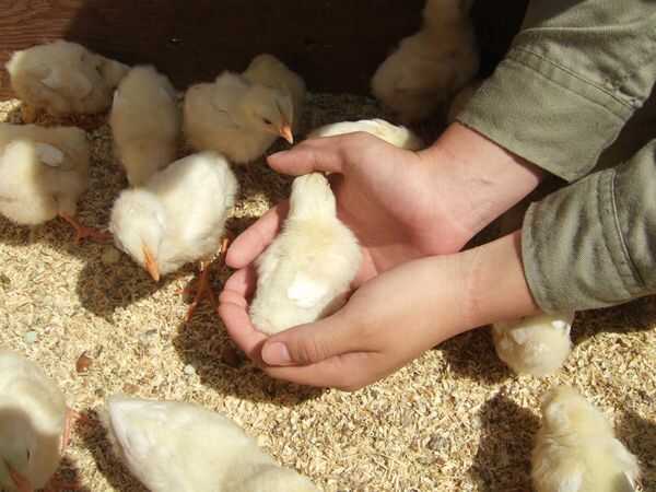 茨城県石岡市にある「ダチョウ王国」でひよことふれあう様子