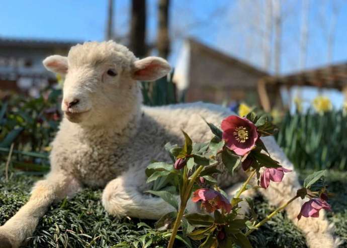 茨城県石岡市にある「ダチョウ王国」の園内を自由に散歩する仔ヒツジ