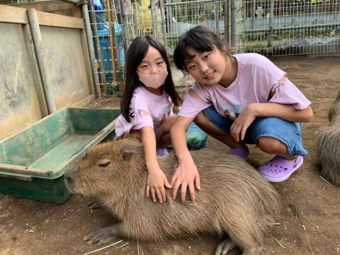 茨城県石岡市にある「ダチョウ王国」でカピバラとふれあう様子