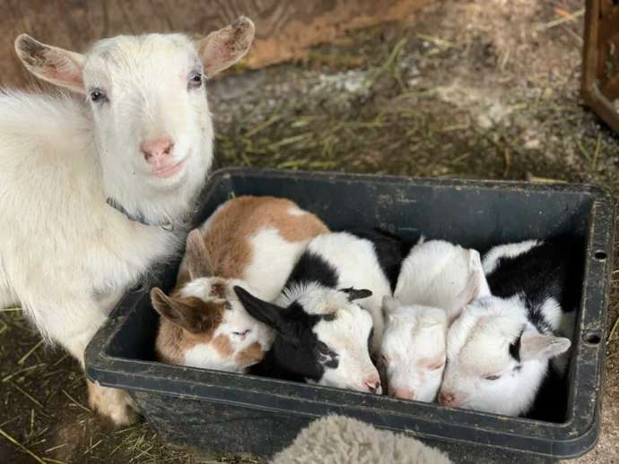 茨城県石岡市にある「ダチョウ王国」のお母さんヤギと仔ヤギたち