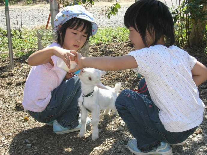 茨城県石岡市にある「ダチョウ王国」でのミルクあげ体験の様子