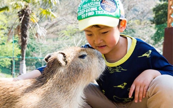 伊豆アニマルキングダムのふれあい広場で触れ合えるカピバラ