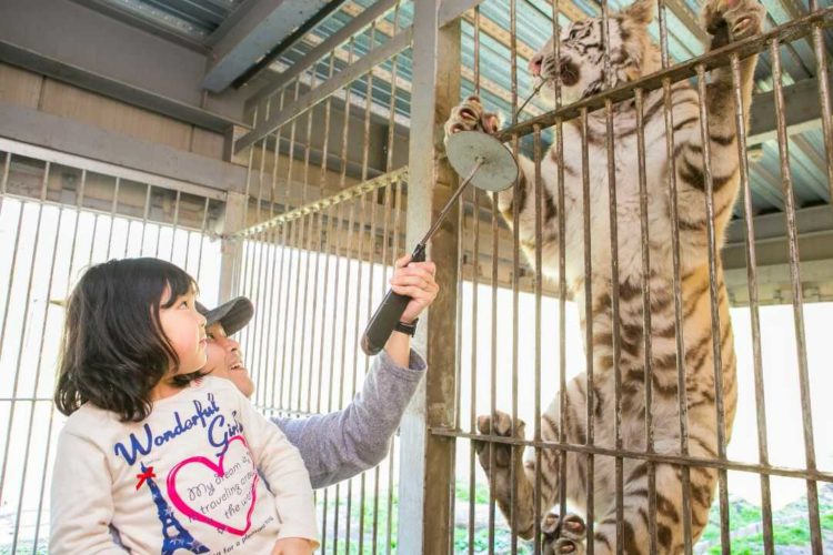 伊豆アニマルキングダムで人気のホワイトタイガーへの餌やり