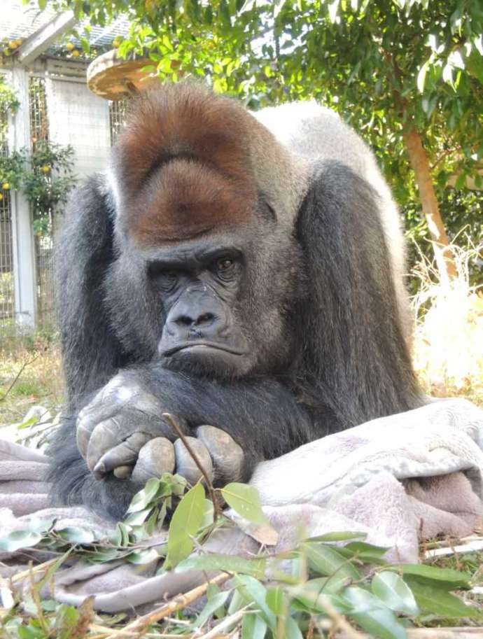 日本モンキーセンターで飼育されているゴリラのタロウ