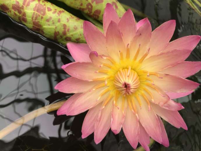 掛川花鳥園のスイレン