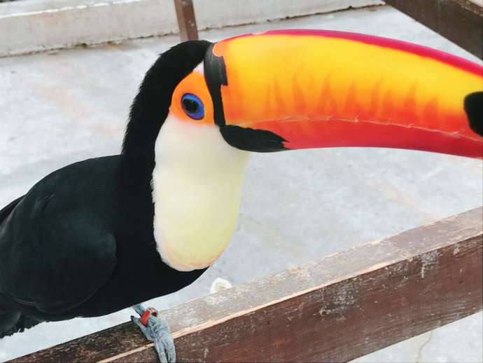 オレンジ色の大きなくちばしが特徴のオニオオハシ