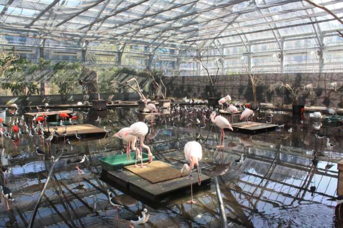 掛川花鳥園のガラスハウス内にいるフラミンゴ
