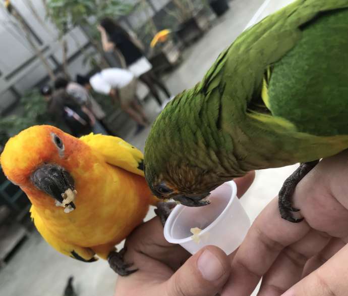 カラフルなインコが手に乗ってエサを食べる様子