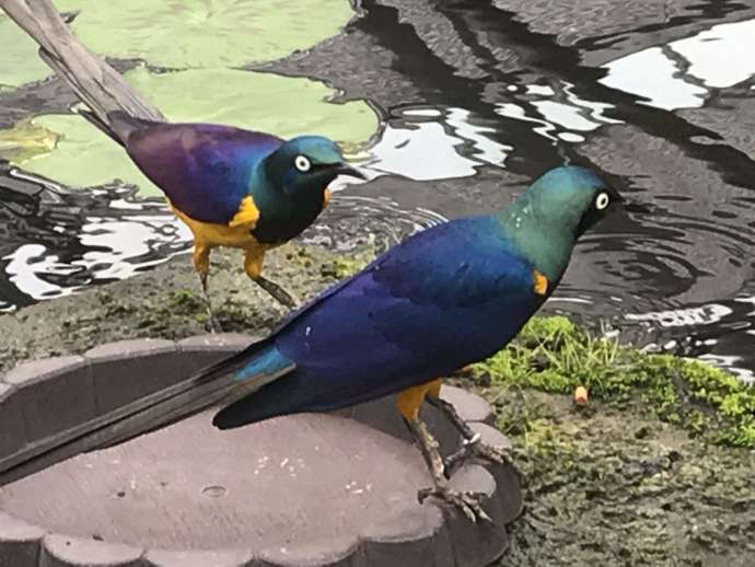 カラフルな鳥キンムネオナガテリムク