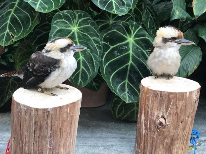 切り株にとまっている2匹のワライカワセミ