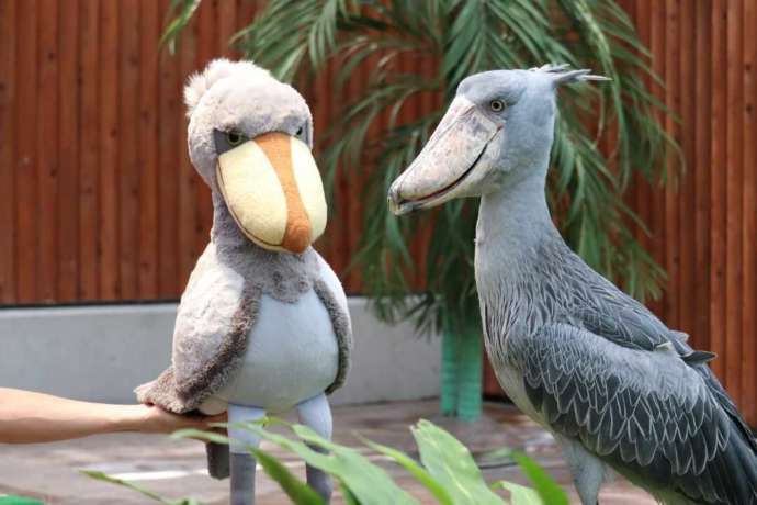 動かない鳥ハシビロコウとそっくりのぬいぐるみ