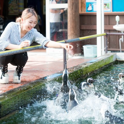 ペンギンにごはんの魚をあげるイベントの様子