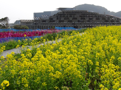 鴨川オーシャンパークで摘みとり体験ができる菜の花