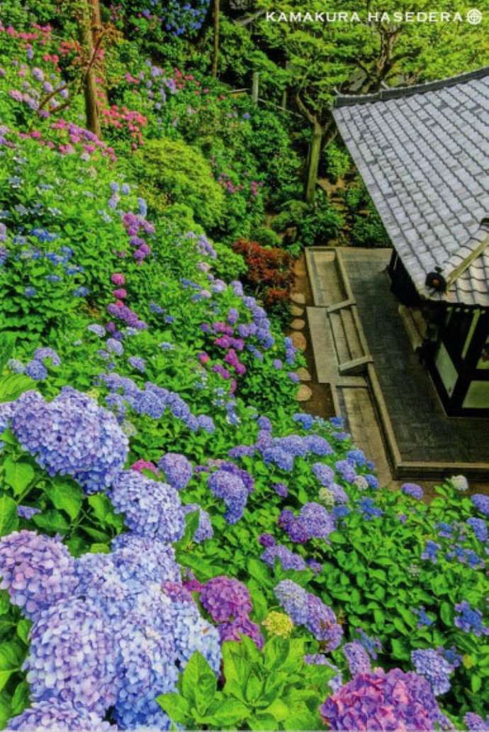 「観音ミュージアム」の6月の紫陽花（あじさい）（オリジナルポストカードより）
