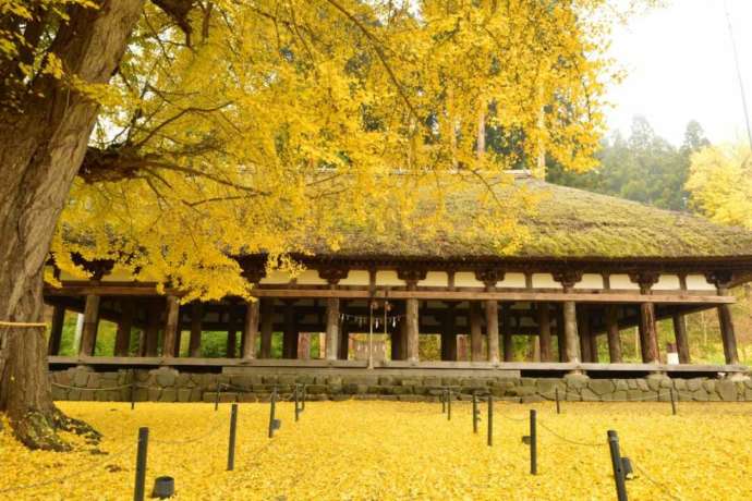 「新宮熊野神社」境内の長床と紅葉した大銀杏(いちょう)
