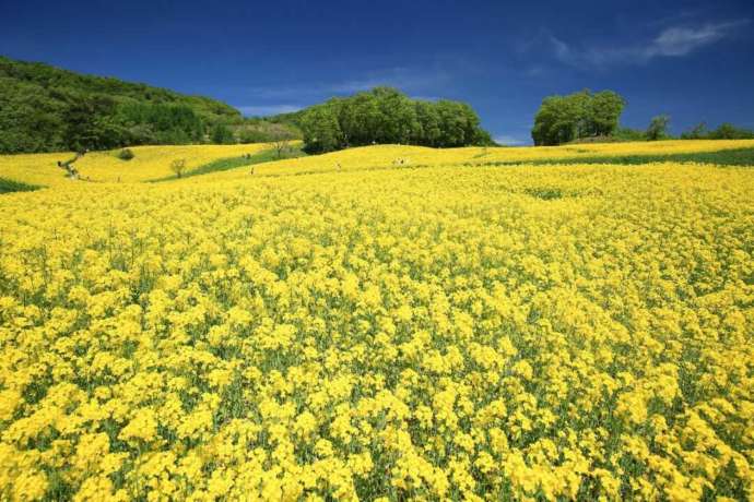 「三ノ倉高原花畑」で咲き誇る菜の花(晩春)