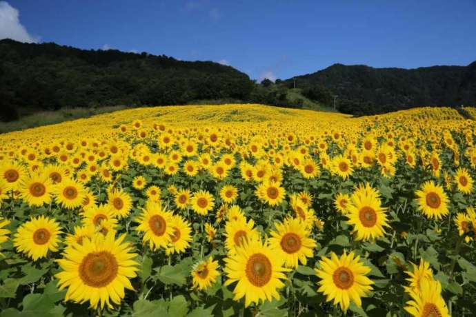 「三ノ倉高原花畑」で咲き向日葵(ひまわり)の花(盛夏)