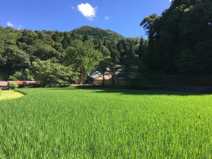 酒米の田圃