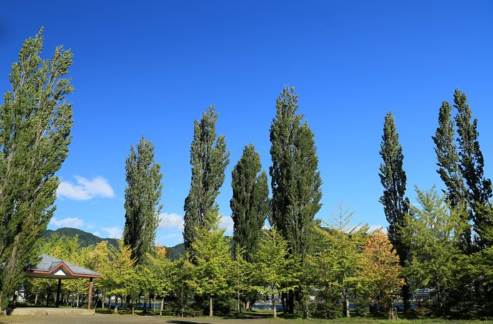 大池公園の景色