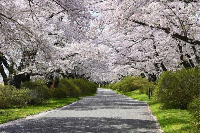 北上展勝地の桜並木
