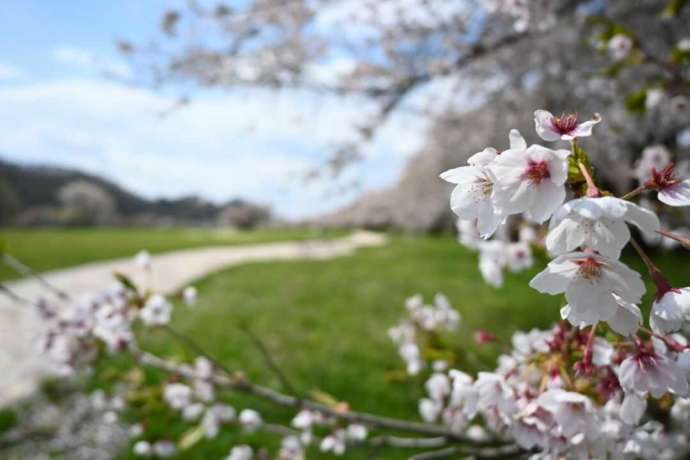 北上展勝地のお花見広場