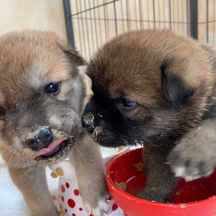 保護犬ふれあいカフェGUARDIANで暮らす子犬たち