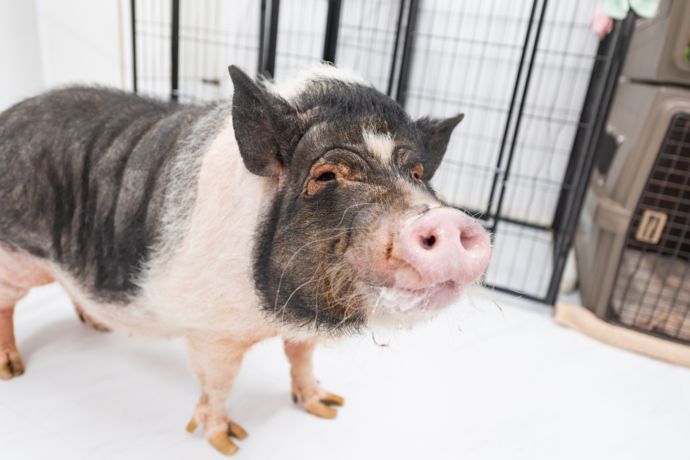 保護犬ふれあいカフェGUARDIANで暮らすミニブタ