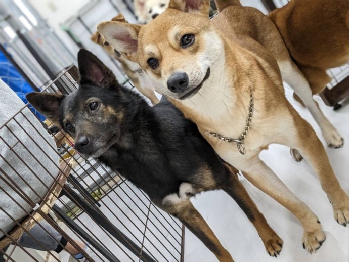 保護犬ふれあいカフェGUARDIANの保護犬その2