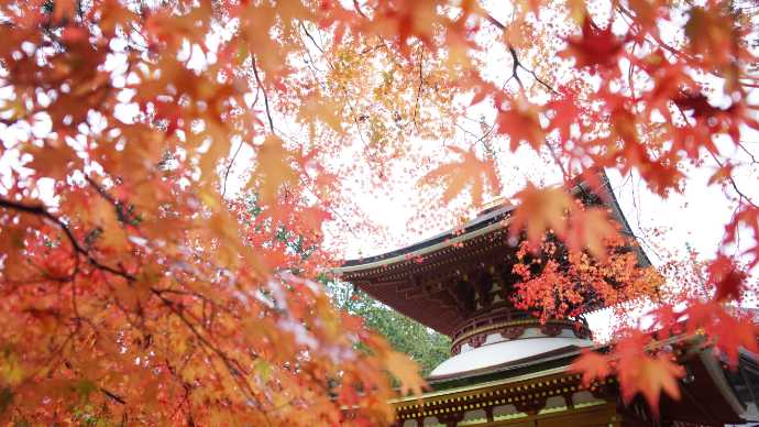 金剛峯寺がおかれる和歌山県伊都郡高野山の紅葉