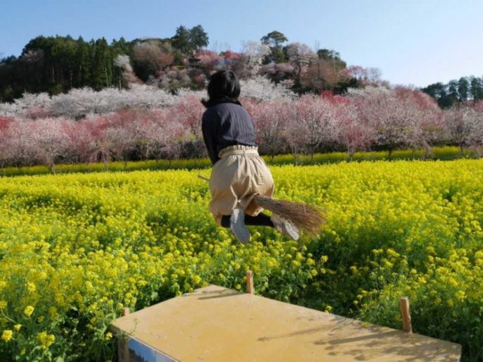 菜の花畑の中にあるジャンプ台でほうきにまたがり飛ぶ女の子
