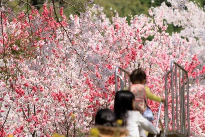 西川花公園の滑り台で遊ぶ子どもたちと美しい花