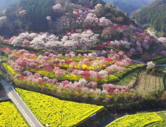 ドローンで撮影した満開の花が咲く「西川花公園」