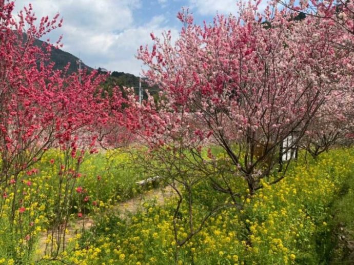 毎年春に咲き乱れる西川花公園のハナモモと菜の花