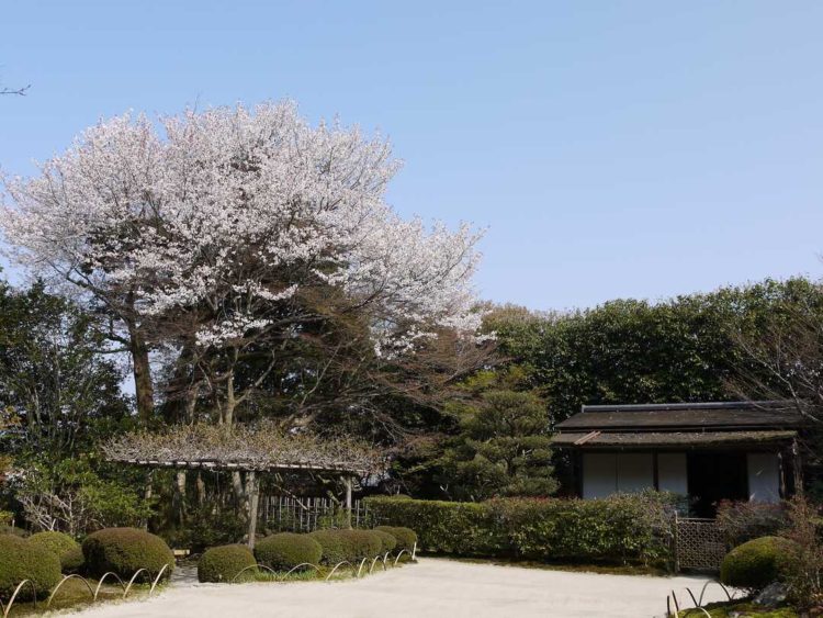 京都府左京区の詩仙堂丈山寺にある庭園のヤマザクラ