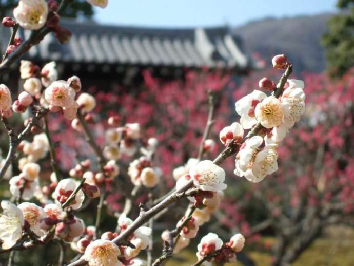 早春の梅