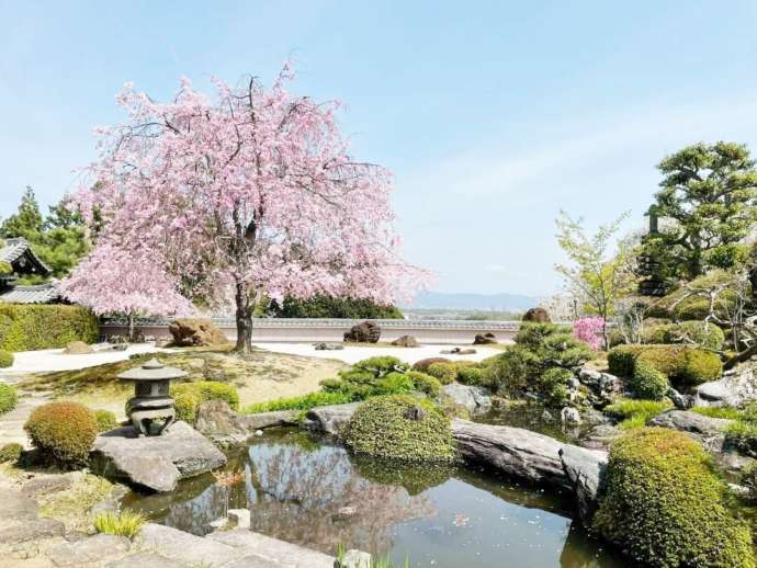 春の枝垂れ桜