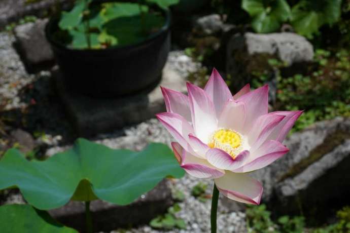 夏の蓮