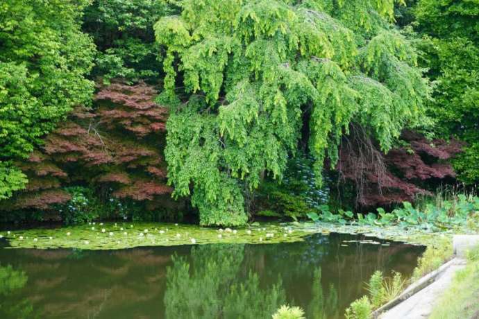 正法寺の宝生苑にある千原池