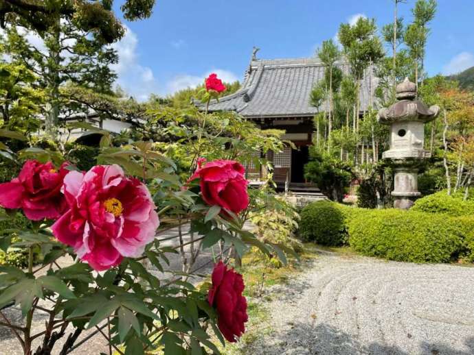 正法寺の前庭に咲く牡丹越しに本堂を臨む