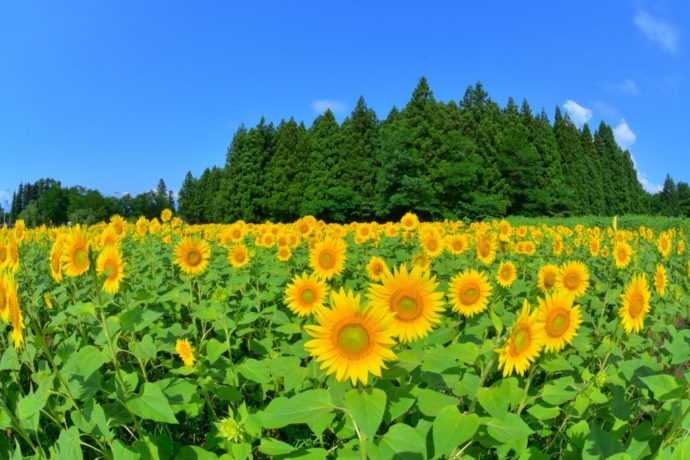福島県猪苗代町にある「猪苗代ハーブ園」のひまわり畑