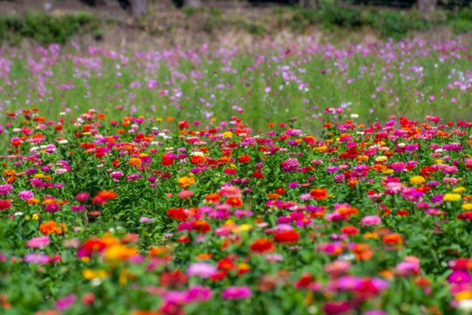 福島県にある「猪苗代ハーブ園」のジニア