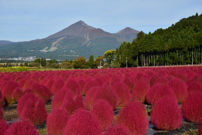 福島県にある「猪苗代ハーブ園」で秋に満開となる「コキア」