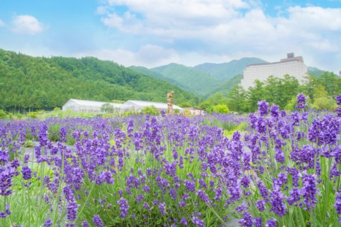夏に満開となる、福島県にある「猪苗代ハーブ園」のラベンダー