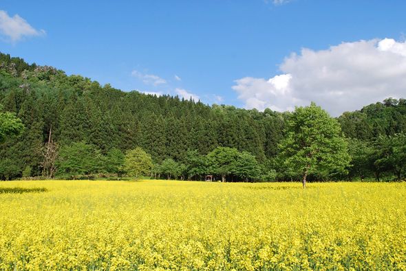 魚沼の里の菜の花畑