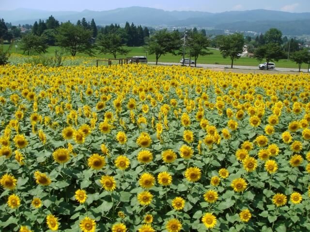 魚沼の里のひまわり畑
