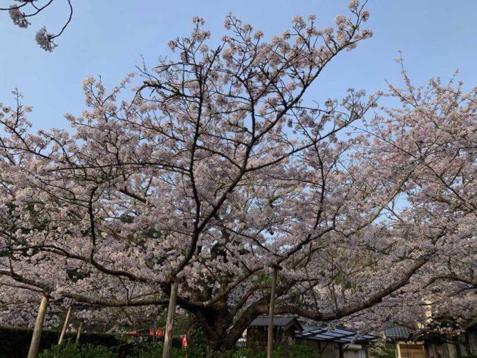 真野寺の樹齢130年のソメイヨシノ