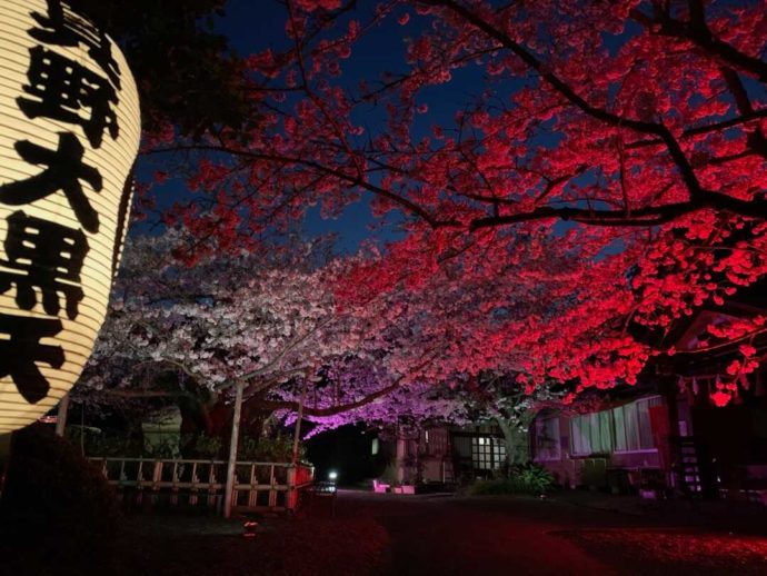 桜祭り期間中のライトアップ光景